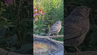 Wren feeds hungry baby Cowbird!