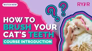 How to Easily Brush Your Cat’s Teeth - The First Video in Our Course!