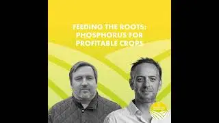Feeding the Roots: Phosphorus for Profitable Crops