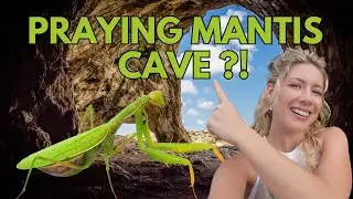 The Search for Praying Mantis Cave | Japan Vlog