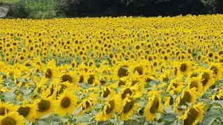 Polje sončnic v Prlekiji