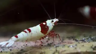 Red Bee lunch