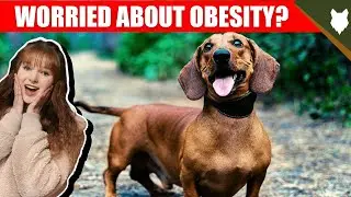 DO DACHSHUND HAVE OBESITY PROBLEMS?