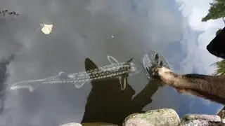 Jeseter ruský-diamantový (Acipenser gueldenstaedtii).
