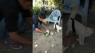 necko and kimoy makan ikan asin #catlover  #catvideos #funnyvideo