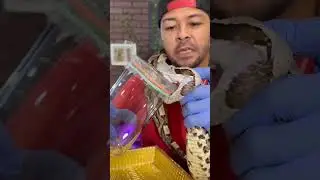 vulture vs eagle fight video