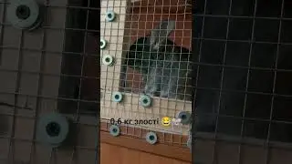 Коли не пускають гуляти 🐭 #fannyvideo #chinchilla #video #animals #family #funny