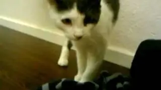 Cat at work