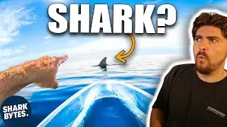 Shark Scientist REACTS to Transparent Kayak Shark Encounter