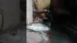 wild stream fishing collection | copper mahseer | 