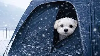 ❄️Hot tent camping by a snowy lake with 14-year-old dog POBY. Wood stove ASMR