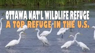Saving Birds - Top Birding Refuge - Ottawa NWR in Ohio