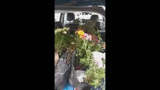 Караул! // Маму не остановить // Всё скупила // Цветы в машине //Приколы в деревне//Тик Ток #Shorts