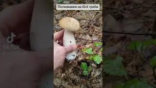 🍄‍🟫 #полювання на білі #гриби