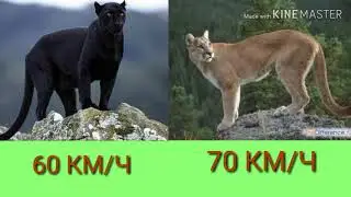 Чёрная пантера против пумы. Black Panther against Puma. Животные.
