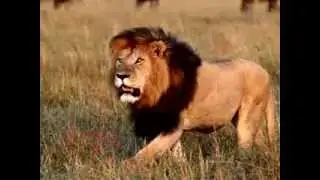 Animal Video Sounds for Kids   Animal Sounds    Real Animals   Names, Sounds, and Names