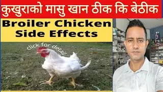 कुखुराको मासु खॉंदा शरीरमा एन्टिबायोटिकले काम गर्दैनन् हो! Does chicken is good for health ||