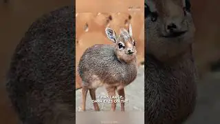 This Is Dik-Dik | The Cutest Snout Animal🤩