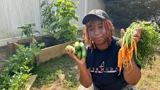 FIRST MINI HARVEST 