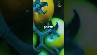 Формирование томатов  #огород #овощи #дача  #пасынкование  #сад #шортс #shorts #урожай #помидоры