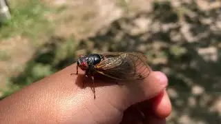 How do cicadas make their sound