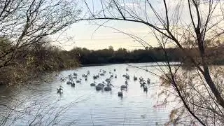 Pelican Parade!