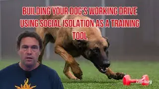 Michael Ellis on Building Your Dog's Working Drive Using Social Isolation as A Training Tool