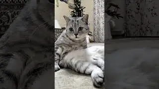 Жена пошла на выставку змей 