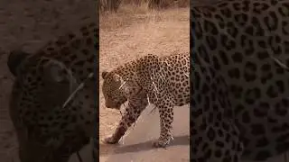 You shouldn't have attacked that animal.