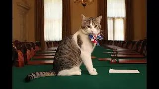 Безпризорники Котята Щенки