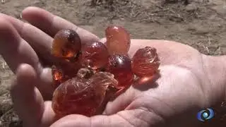Resina do Angico na Comunidade Angelim