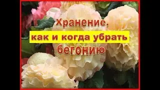 Когда и как убрать бегонию на хранение.Хранение бегонии зимой