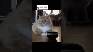 Когда кот обиделся... 