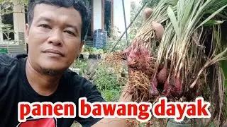 PANEN BAWANG DAYAK⁉️DIPEKARANGAN RUMAH @tanamtanamin3255
