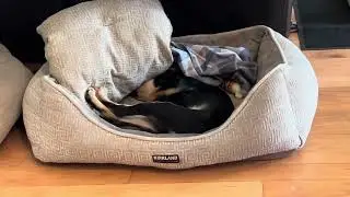 Puppy tantrum