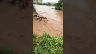 God Please save innocent Animals || Flood effect at Rajampeta || Rajampet || Pincha Dam