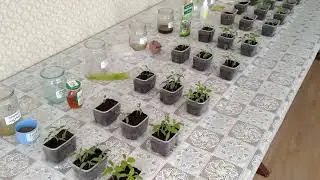 Перекись для семян? ОБМАН раскрыт! часть2и3 соревнований стимуляторов для перцев и томатов