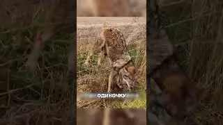 Парень не бросил волка даже ПОСЛЕ нападения😰🔥🐺