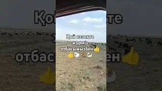 Бүгінгі қой кезек күні керемет өтті🤗