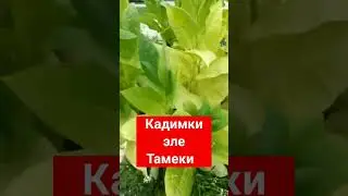 Тамеки тизгендер барбы 😀