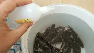 Как сохранить живца в домашних условиях.