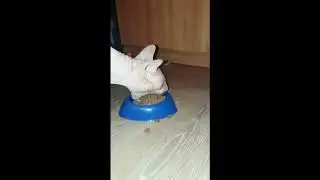 Не засмейся Challenge(Легко)