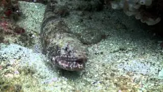 Diving in Lembeh Strait, Indonesia HD