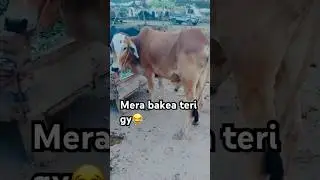 Bakra laray bado badi #bado #comedy #youtubeshorts