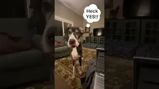 Marvin gets so excited about his night time treat! Great Dane gets the zoomies before bed!  #shorts