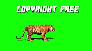 green screen tiger walk video|kinemaster