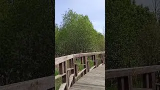 Sounds of nature #shorts