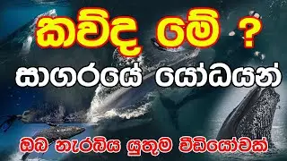 the world top 5 whales I සාගරයේ යෝධයන්