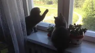 Толстые коты и веселая муха:))) Смешное видео, видео прикол:)