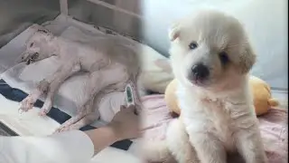 Puppies turned into monsters!! [4-month Teddy’s struggle to survive – Part 1]